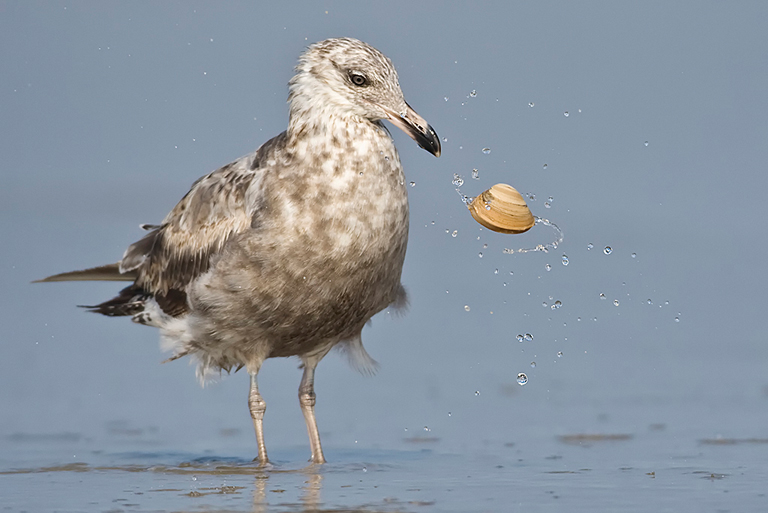 Herring Gull Tossing Clam